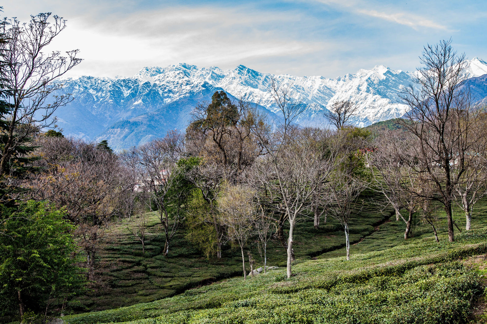 The Kangra Valley: Where India's Finest Herbal Tea Grows