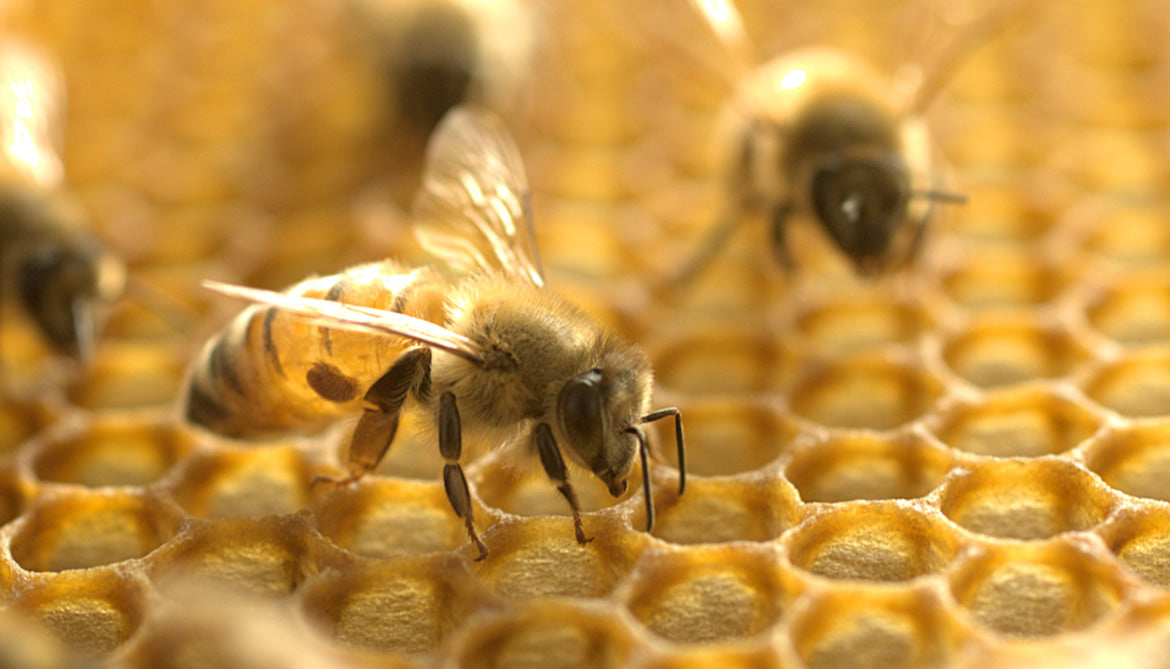 Traditional Honey Remedies: How to Enjoy Himalayan Amrit Pure Honey