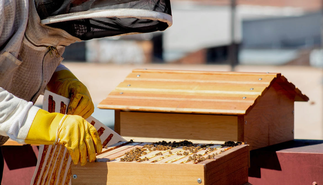 What Makes Honey, Honey? The Fascinating Composition of Pure Himalayan Honey