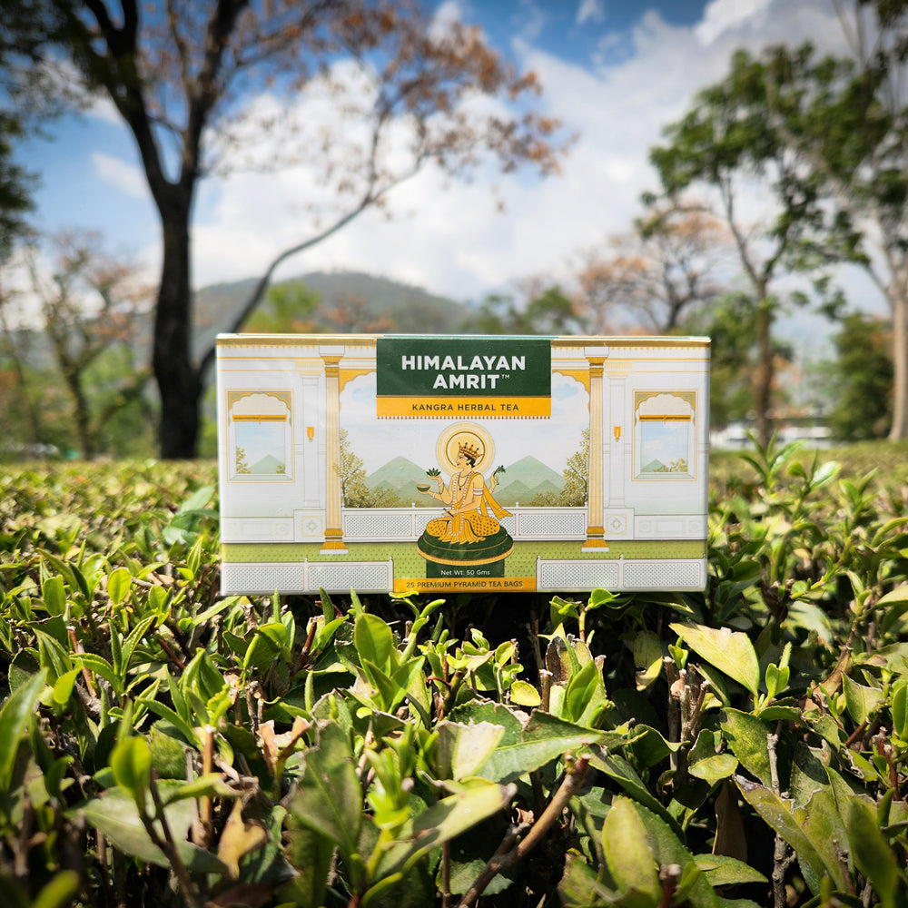 GI-Tagged Palampur Green Tea: What It Means and Why It Matters