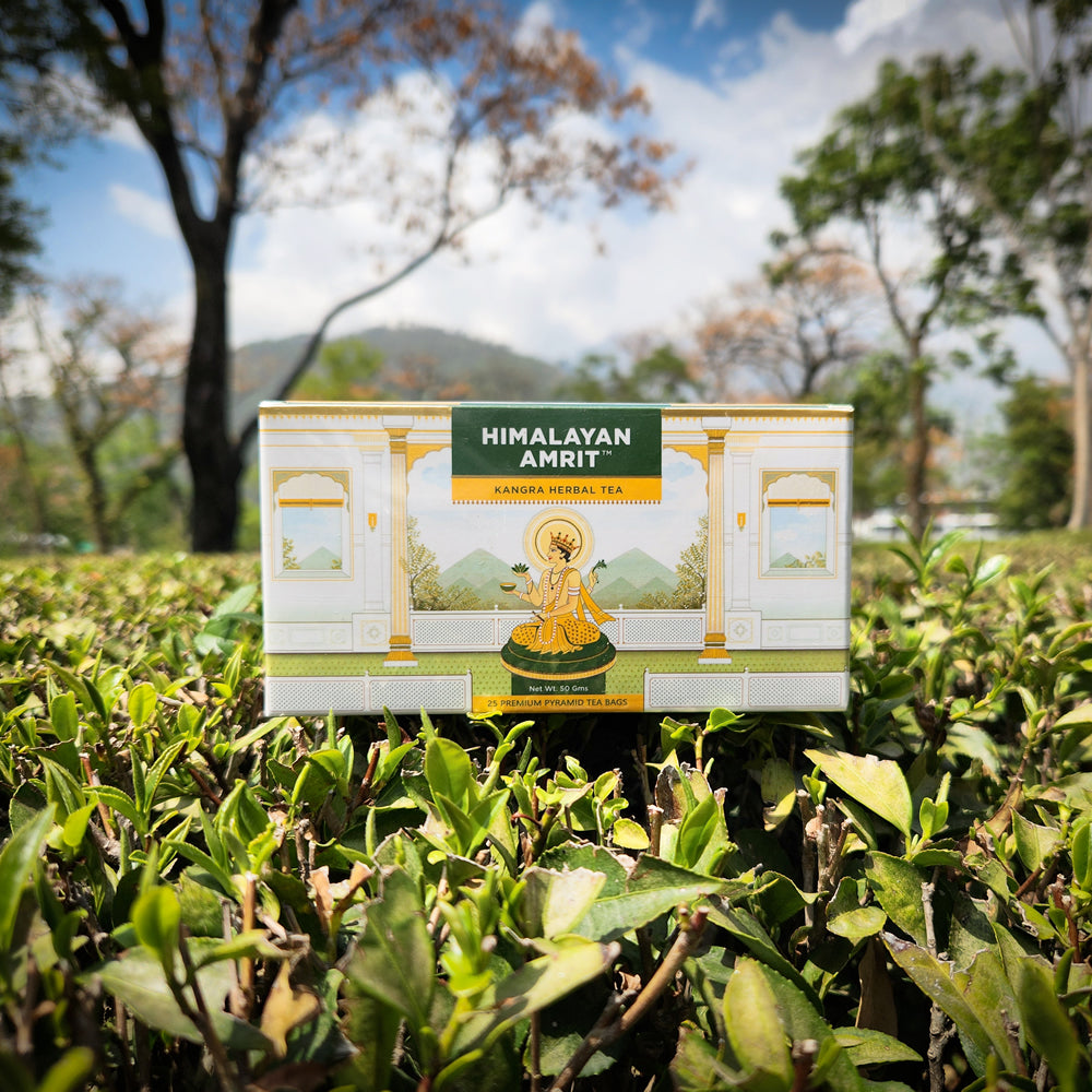 Himalayan Amrit Kangra Herbal Tea (25 Premium Pyramid Teabags)